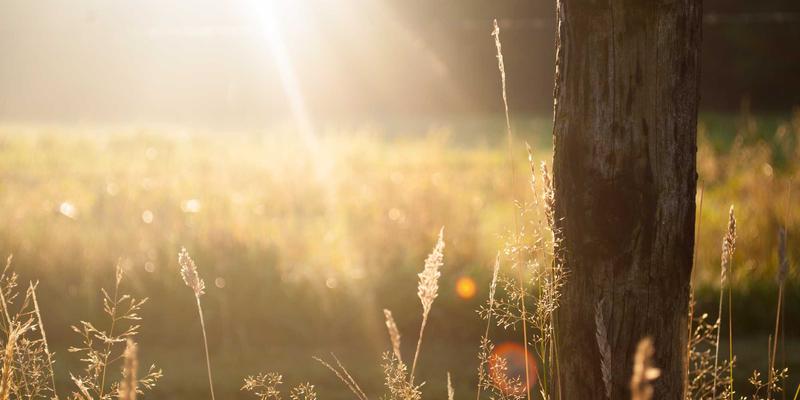 从玉雕到餐桌：果蔬雕刻如何成为艺术品定制的新风尚